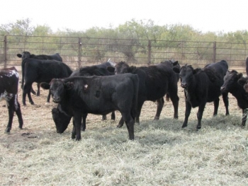 Calves Corrient-Angus Cross Smith Past Cows 001